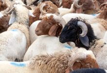 Agar Ibadah Qurban Diterima